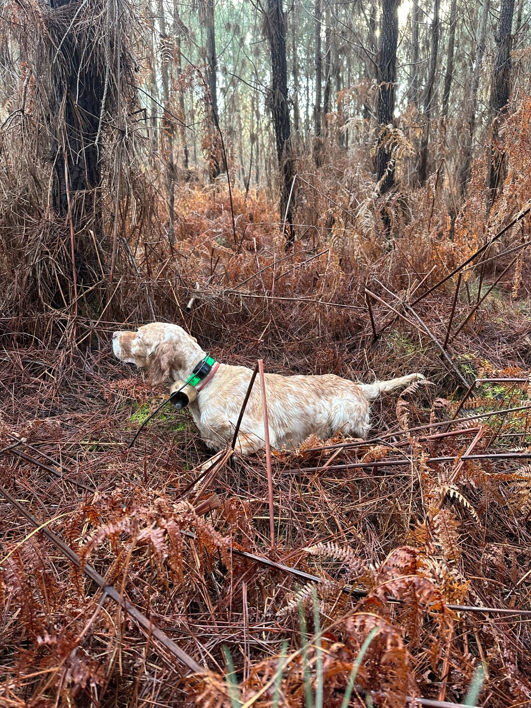 TR. CH. Rikka De La Croix De Lumiere