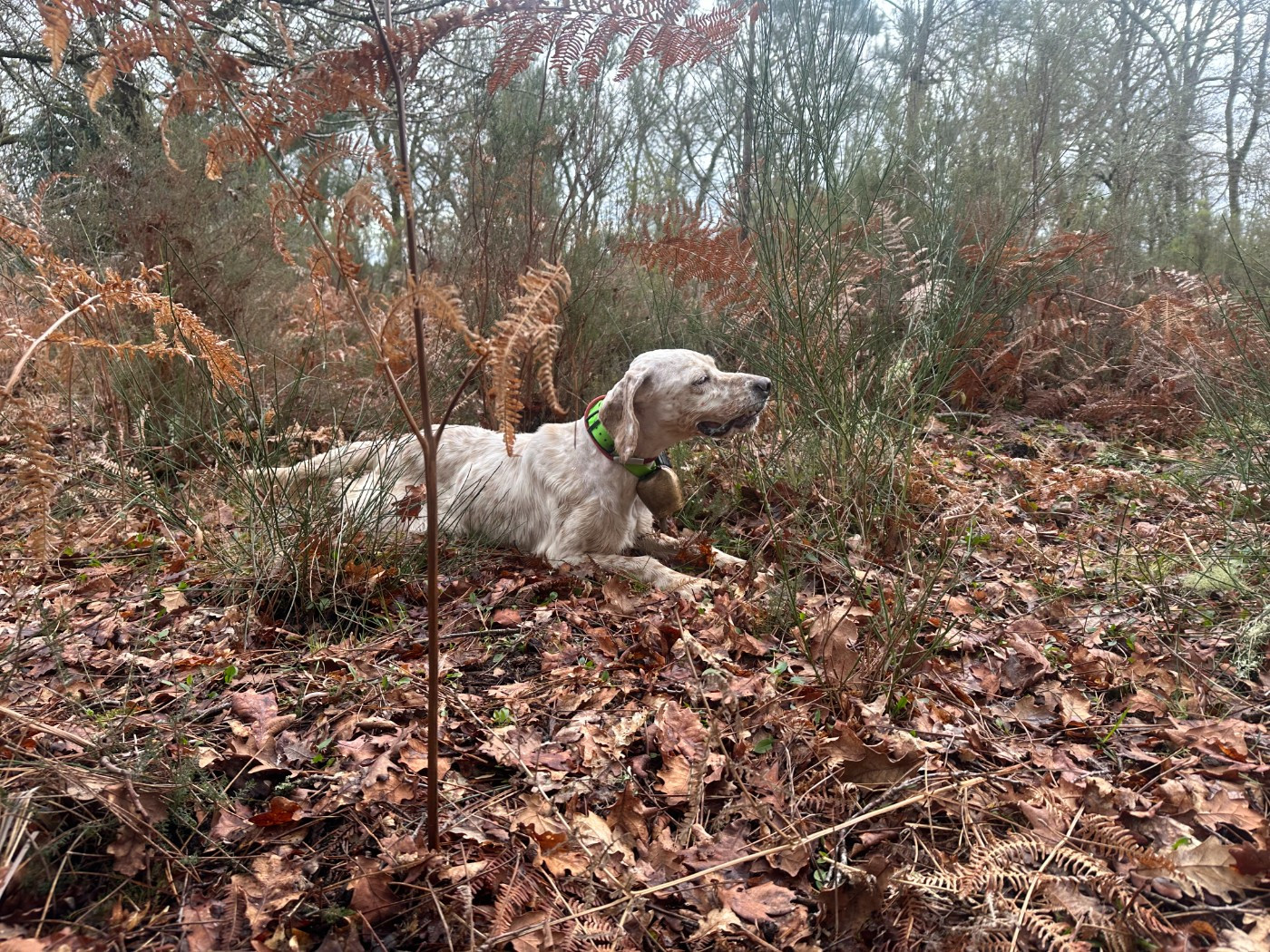 TR. CH. Rubi De La Croix De Lumiere