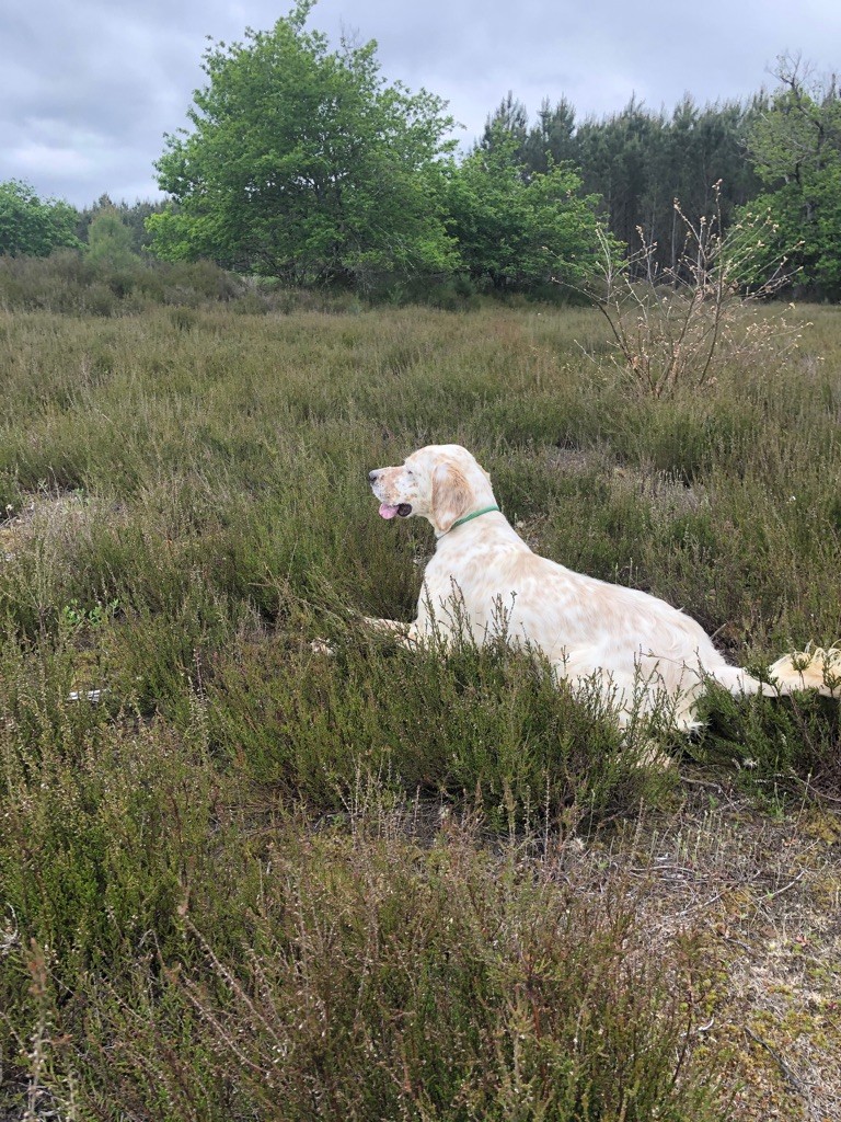 TR. CH. Rubi De La Croix De Lumiere