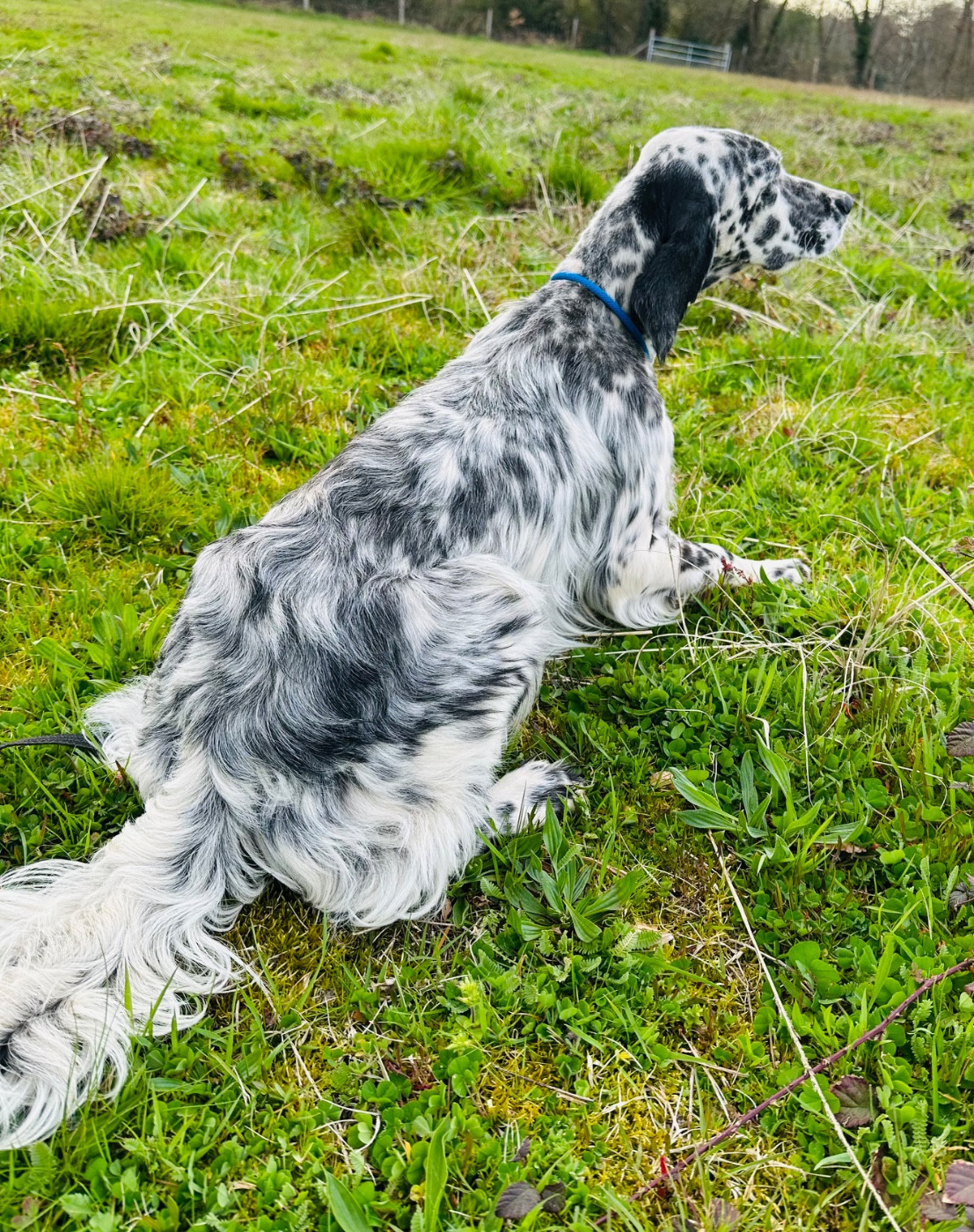 Aria Du Chenil De Pépon